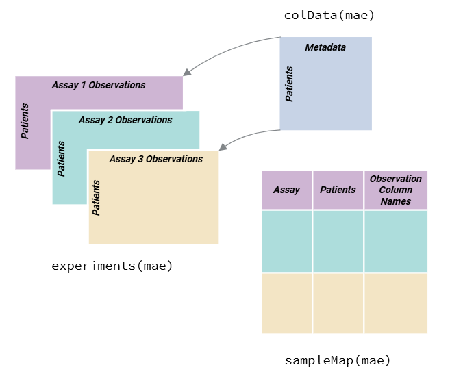 **Overview of the MultiAssayExperiment Object Structure.** Subject level data is captured within the `colData` of the MultiAssayExperiment. Observations are stored within `experiments` slots in the MultiAssayExperiment and `sampleMap` is used to link the data ( [MultiAssay Special Interest Group 2024](https://www.bioconductor.org/packages/release/bioc/vignettes/MultiAssayExperiment/inst/doc/MultiAssayExperiment.html) ).